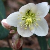 helleborus x ericsmithii - abriachan nurseries